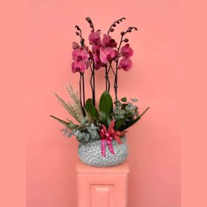  Antalya Lara Çiçekçiler - Orkideler