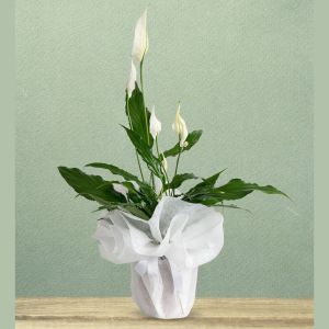  Antalya Lara Çiçekler - Saksı Çiçekleri